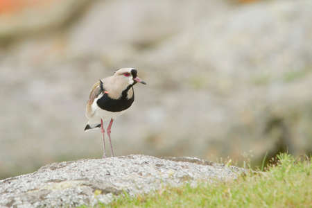 Birds in freedom and in their environment of Uruguay.の写真素材