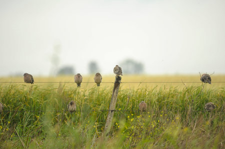 Birds in freedom and in their environment of Uruguay.