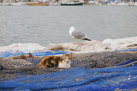Estepona Marina and fishing port in Malaga, Andalucia.の写真素材