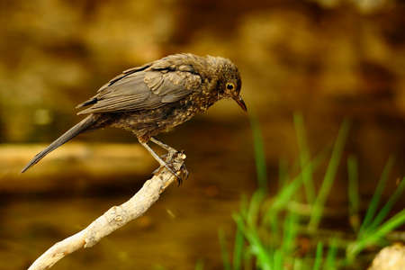 The common blackbird is a species of passerine bird in the Turdidae family.の写真素材