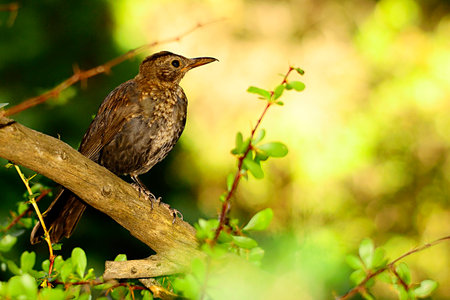 The common blackbird is a species of passerine bird in the Turdidae family.の写真素材