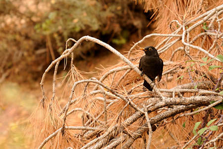 The common blackbird is a species of passerine bird in the Turdidae family.の写真素材