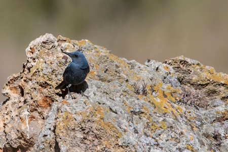 The lone rocker is a species of passerine bird in the Muscicapidae family.の写真素材
