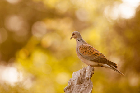The European turtle dove is a species of columbiform bird in the Columbidae family.