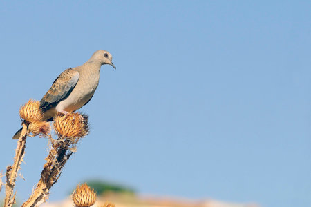 The European turtle dove is a species of columbiform bird in the Columbidae family.