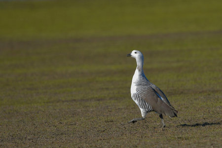 The common geese or Magellan goose, is a species of anseriform bird of the Anatidae family.