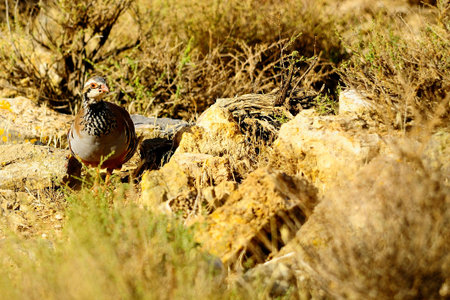 The red-legged partridge is a species of galliform bird in the Phasianidae family