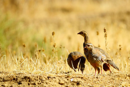 The red-legged partridge is a species of galliform bird in the Phasianidae familyの写真素材