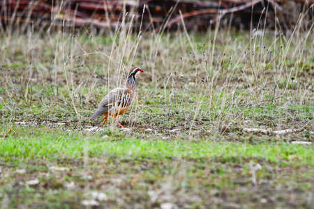 The red-legged partridge is a species of galliform bird in the Phasianidae familyの写真素材
