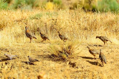 The red-legged partridge is a species of galliform bird in the Phasianidae familyの写真素材