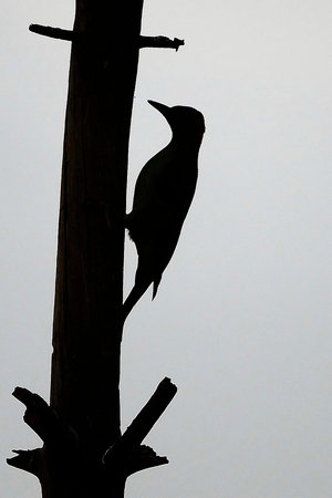 The great spotted woodpecker is a species of bird in the Picidae family.