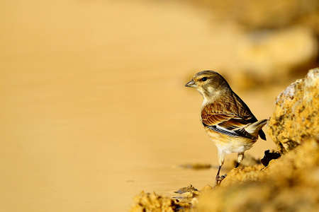 The common linnet is a species of passerine bird in the Fringillidae family.の写真素材