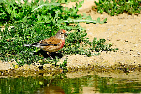 The common linnet is a species of passerine bird in the Fringillidae family.