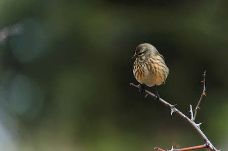 The common linnet is a species of passerine bird in the Fringillidae family.の写真素材