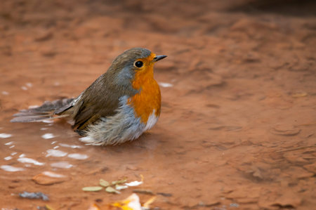 The European robin is a species of passerine bird in the Muscicapidae family.