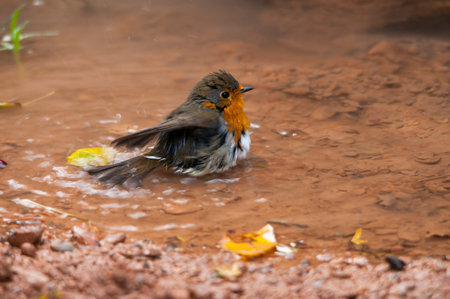 The European robin is a species of passerine bird in the Muscicapidae family.