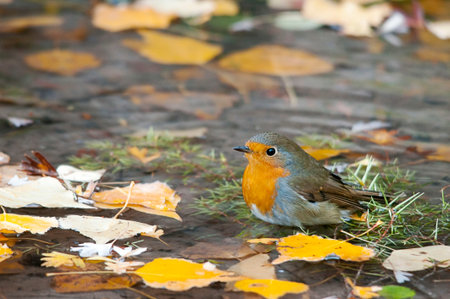 The European robin is a species of passerine bird in the Muscicapidae family.
