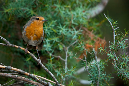 The European robin is a species of passerine bird in the Muscicapidae family.