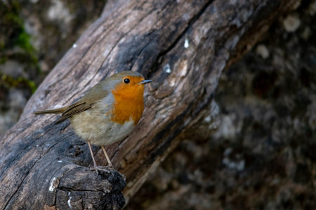The European robin is a species of passerine bird in the Muscicapidae family.