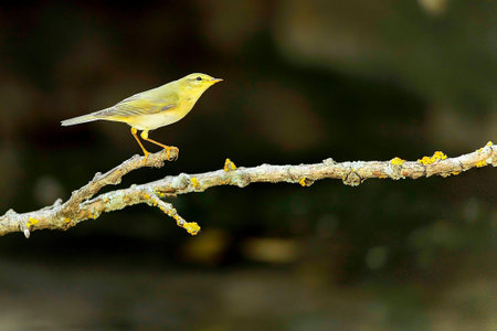 The common mosquito net is a species of passerine bird in the Phylloscopidae family.