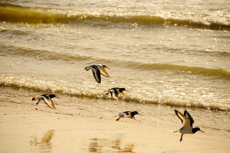 The Eurasian oystercatcher is a species of caradriform bird in the Haematopodidae family.の写真素材