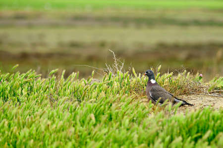 The wood pigeon is a species of columbiform bird in the Columbidae family.の写真素材