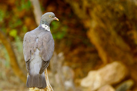 The wood pigeon is a species of columbiform bird in the Columbidae family.の写真素材