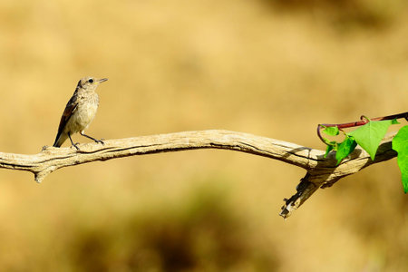 The gray flycatcher is a species of passerine bird in the Muscicapidae family.
