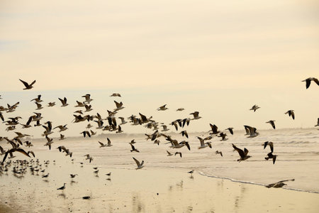 The shadow gull is a species of Charadriiform bird in the Laridae family.