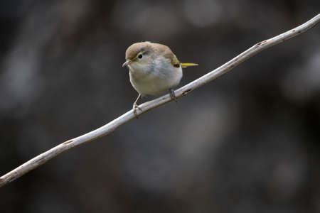 The papialbo mosquito is a species of passerine bird in the Phylloscopidae familyの写真素材