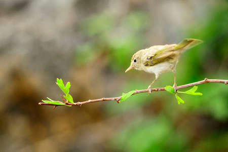 The papialbo mosquito is a species of passerine bird in the Phylloscopidae familyの写真素材