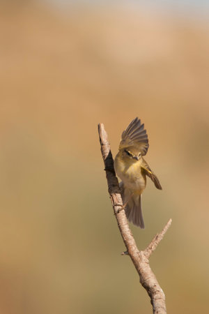 The papialbo mosquito is a species of passerine bird in the Phylloscopidae family