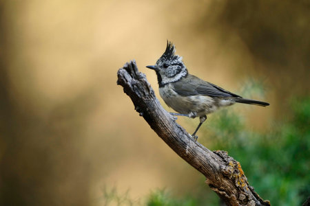 The blue tit is a species of passerine bird in the Paridae family.の写真素材