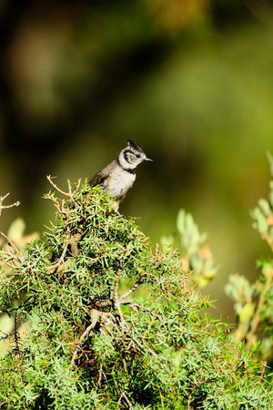 The blue tit is a species of passerine bird in the Paridae family.