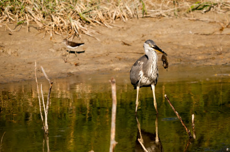 The gray heron or airon is a species of pelecaniform bird of the Ardeidae family.