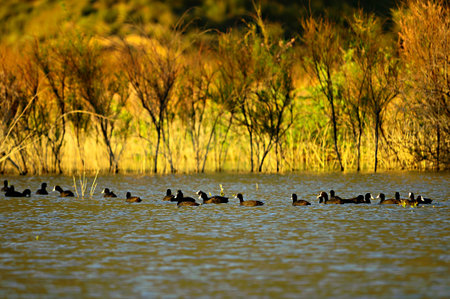 The common coot is a species of bird in the Rallidae family.