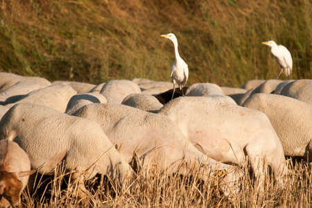 The Cattle Egret is a species of the Ardeidae family.の写真素材