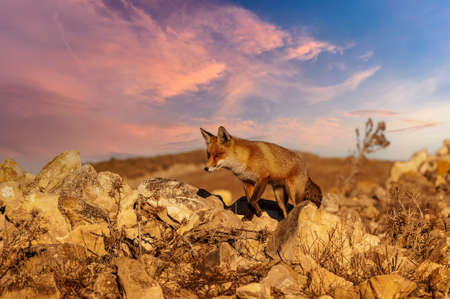 Fox sniffing in full freedom, suspicious and cunning.の写真素材