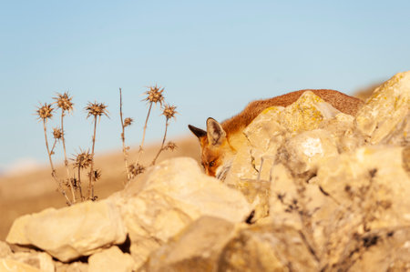Fox sniffing in full freedom, suspicious and cunning.の写真素材