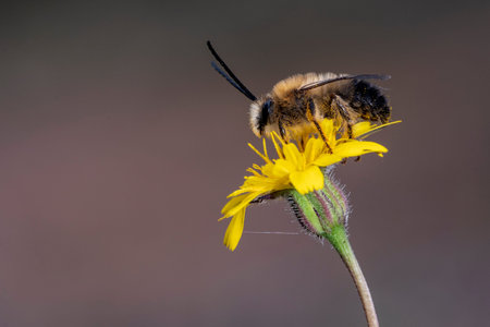 Eucera is a genus of bees in the family Apidae subfamily Apinae.