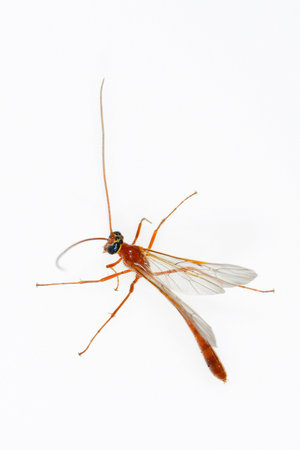 Enicospilus is a genus of insect in the family Ichneumonidae of the order Hymenoptera.の写真素材