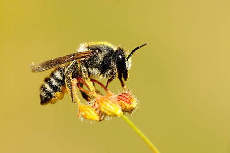 Megachile is a genus of bees in the family Megachilidae