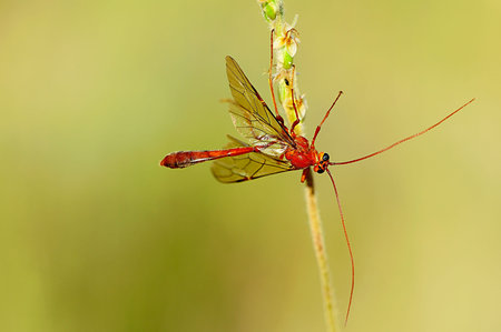 Ophioninae is a subfamily of wasps of the Ichneumonidae family with worldwide distribution.の写真素材