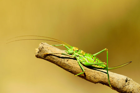 Orthoptera are paurometabolic insects with chewy mouthparts.