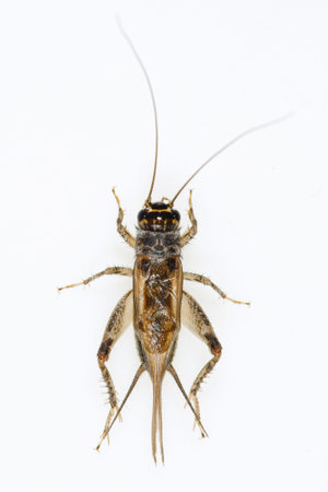 Orthoptera are paurometabolic insects with chewy mouthparts.