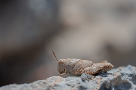Orthoptera are paurometabolic insects with chewy mouthparts.の写真素材