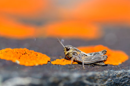 Orthoptera paurometabolic insects with chewy mouthpartsの写真素材