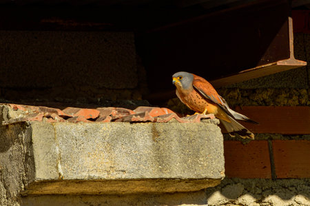 The Lesser Kestrel is a species of falconiform bird in the Falconidae family.の写真素材