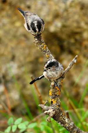 The myth is a species of passerine bird in the Aegithalidae family.の写真素材