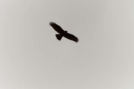 Silhouette of a bird of prey in flight.の写真素材